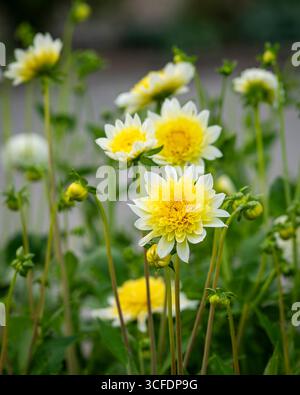 Anemonen blühende Dahlien (Dahlia), Sorte Freya`s Paso Doble. Gelbe weiße Dahlienblume blüht im Hüttengarten. Stockfoto